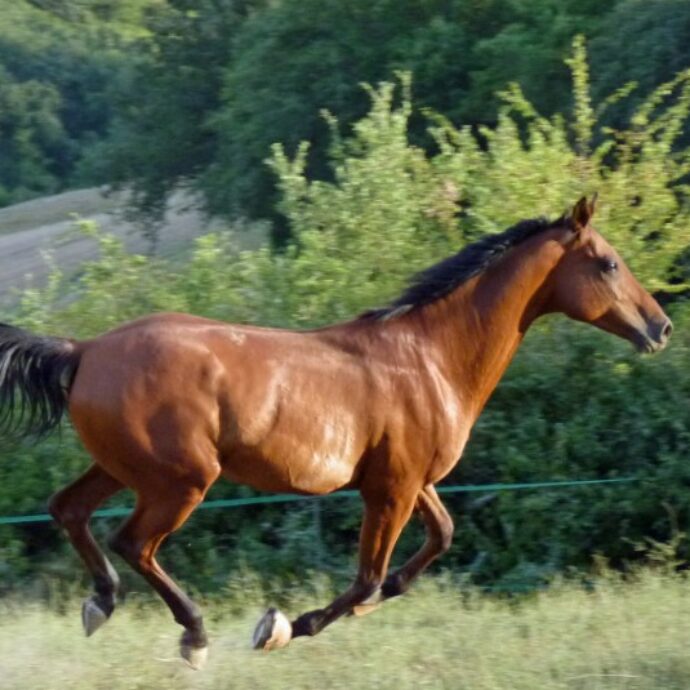 Cavalli spaventati da un cane precipitano in un burrone: 18 animali morti