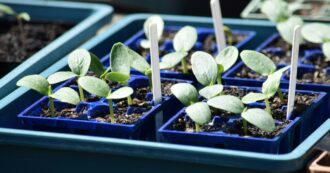 Copertina di Dal piatto alla pianta: come trasformare gli scarti vegetali in un giardino domestico