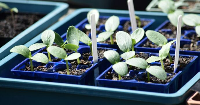 Dal piatto alla pianta: come trasformare gli scarti vegetali in un giardino domestico