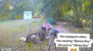 Copertina di Bambina di 7 anni “rapisce” il cane husky della vicina e lo sostituisce con un peluche: “Ho visto tutto dalla telecamera di sorveglianza”