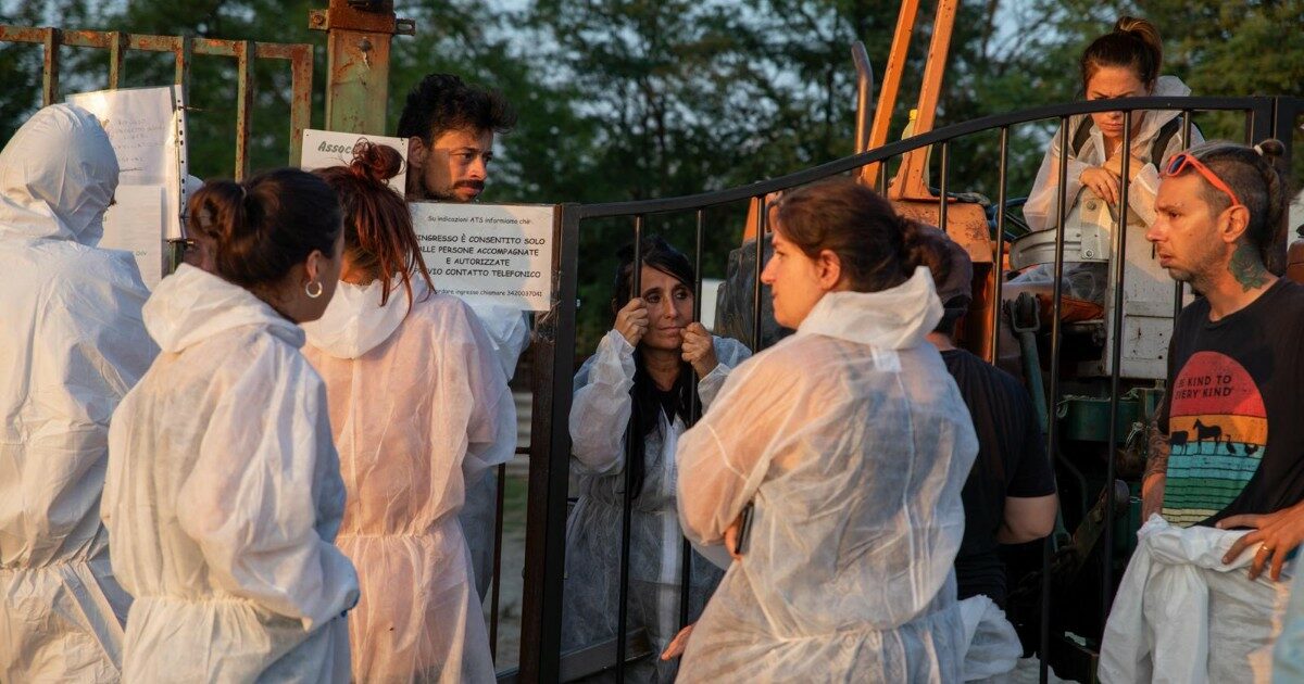 Peste suina, “Un anno fa lo Stato uccise i maiali di un santuario e picchiò noi attivisti: ora lottiamo per resistere”