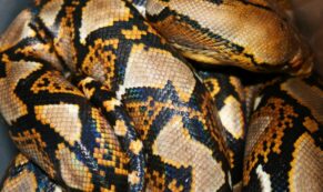 Copertina di I resti di un 61enne ritrovati nello stomaco di un serpente reticolato, il monito dell’erpetologo: “È impossibile che un essere umano riesca a liberarsi dalla sua presa”