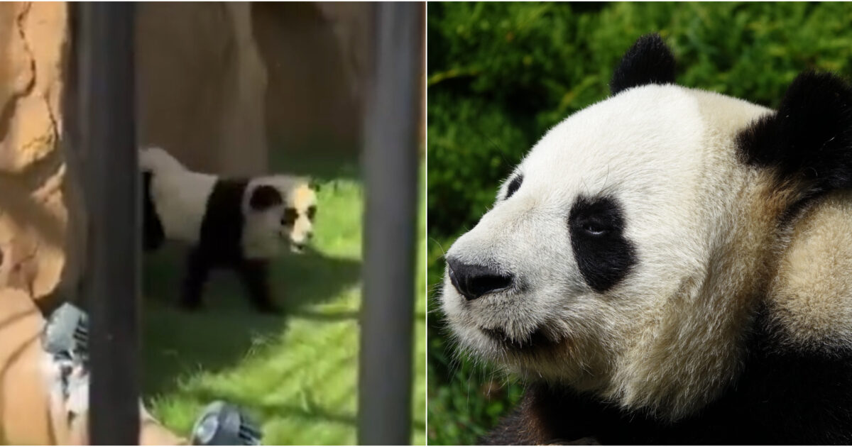 Truccano due cani per farli sembrare panda, ma iniziano ad abbaiare: scandalo allo zoo. E i video dei visitatori diventano virali sui social