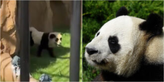 Copertina di Truccano due cani per farli sembrare panda, ma iniziano ad abbaiare: scandalo allo zoo. E i video dei visitatori diventano virali sui social