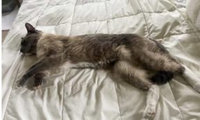 Copertina di Vanno in campeggio col gatto e lui si perde nel bosco: “Siamo dovuti ripartire lasciandolo lì”. Ma il micio percorre 1300 chilometri e torna da loro