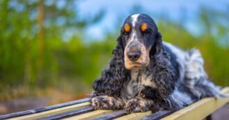 Copertina di Ladri tentano un furto in un attico a Roma ma scatta l’allarme: prendono il cane, poi lo lanciano dal sesto piano e lo uccidono