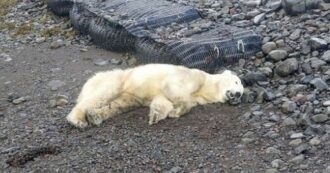 Copertina di Islanda, orso polare arriva su un iceberg dalla Groenlandia: panico tra gli abitanti, la polizia lo abbatte