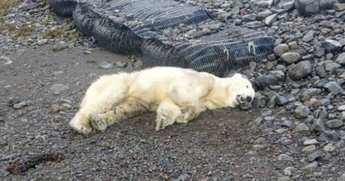 Islanda, orso polare arriva su un iceberg dalla Groenlandia: la popolazione va nel panico, la polizia lo abbatte