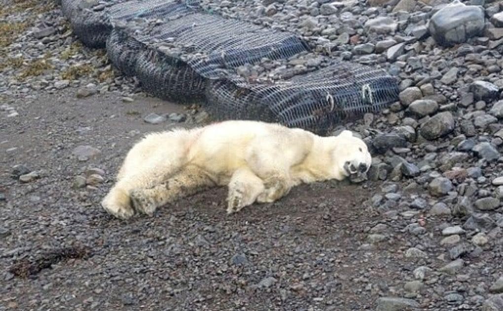 Islanda, orso polare arriva su un iceberg dalla Groenlandia: la popolazione va nel panico, la polizia lo abbatte