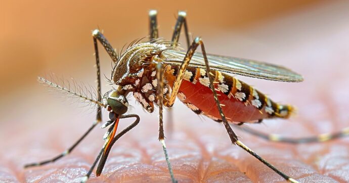 Dengue, oli essenziali di lavanda e menta contro le zanzare? L’esperto: “Usare solo repellenti certificati”. Ecco come prevenire il contagio”