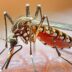 Copertina di Dengue, Zika e Chikungunya – 700 casi in Italia. Bassetti: “Si facciano le disinfestazioni”