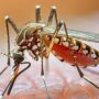 Copertina di Dengue, Zika e Chikungunya – 700 casi in Italia. Bassetti: “Si facciano le disinfestazioni”