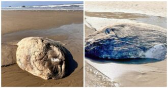 Copertina di Un gigante degli abissi si arena sulla spiaggia: “Sembra un mostro alieno ma è un Mola mola”