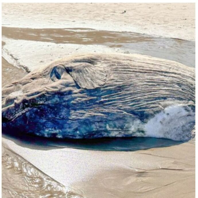 Un gigante degli abissi si arena sulla spiaggia: “Sembra un mostro alieno ma è un Mola mola”