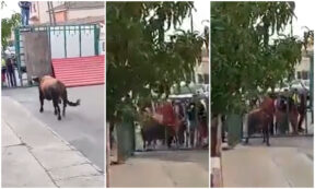 Copertina di Toro scavalca il recinto e incorna quattro persone: morto un 74enne. Tra i feriti anche una bimba di 4 anni. Il sindaco: “Tutto conforme, è stato un incidente”