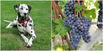 Copertina di Aglio, cipolla, uva e avocado: ecco le insospettabili sostanze mortali per cani e gatti. Il veterinario: “Attenzione anche a queste piante”