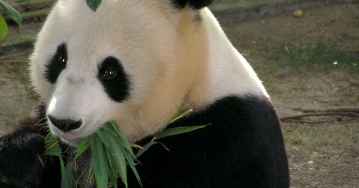 La Finlandia rimanda in Cina due panda prestati: mantenerli in uno zoo è troppo caro. Ecco quanto costa