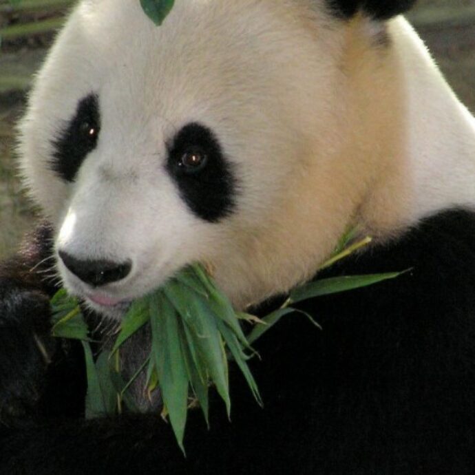 La Finlandia rimanda in Cina due panda prestati: mantenerli in uno zoo è troppo caro. Ecco quanto costa