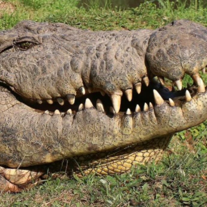 Il coccodrillo più vecchio al mondo compie 124 anni: “Sta vivendo la sua miglior vita”. Ecco il segreto della sua longevità