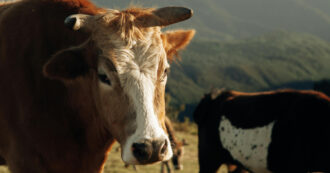 Copertina di Incornato da un toro imbizzarrito, muore anziano di 88 anni nel Bellunese. Indagato il proprietario dell’animale