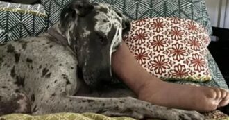 Copertina di Il cane Remy si fa trovare sul divano con una gamba umana in bocca e la foto fa il giro del mondo: ecco cosa è accaduto