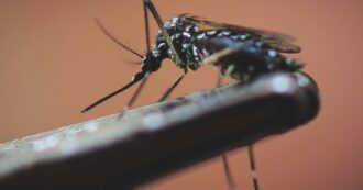 Copertina di Dengue, altri focolai. “Calano, ma c’è allerta” Rezza: “I rischi crescono se l’estate si allunga”
