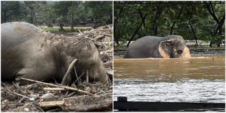 Copertina di “La più grande evacuazione che abbiamo mai fatto”: 126 elefanti sono stati salvati in Thailandia durante le gravi inondazioni causate dal tifone Yagi – LE FOTO