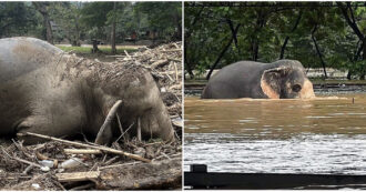 Copertina di “La più grande evacuazione che abbiamo mai fatto”: 126 elefanti sono stati salvati in Thailandia durante le gravi inondazioni causate dal tifone Yagi – LE FOTO