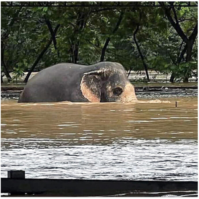 “La più grande evacuazione che abbiamo mai fatto”: 126 elefanti sono stati salvati in Thailandia durante le gravi inondazioni causate dal tifone Yagi – LE FOTO