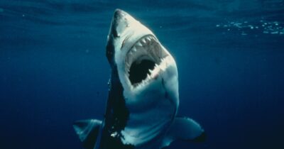 Copertina di “I medici sono riusciti a salvargli la gamba, si sta riprendendo ed è di buon umore”: fuori pericolo il bambino di 8 anni attaccato da uno squalo in Florida