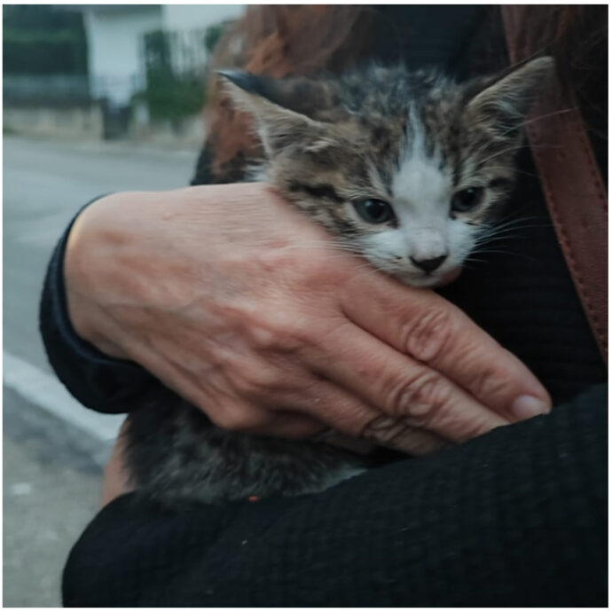 Getta dall’auto in corsa tre cuccioli di gatto, uno muore. La denuncia dell’Enpa: “Nessuno si è fermato, solo una donna è uscita a salvarli”