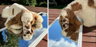 Copertina di Riportare in vita cani e gatti? Da oggi è possibile con Gemini Genetics: da 45 a 70 mila euro per “resuscitare” i nostri amici a quattro zampe