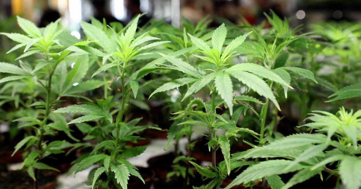 Quartiere invaso dall’odore di marijuana: arrestato un 35enne nel Bellunese. Aveva quaranta piante di cannabis in casa Quartiere invaso dall’odore di marijuana: arrestato un 35enne nel Bellunese. Aveva quaranta piante di cannabis in casa