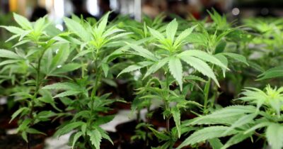 Copertina di Quartiere invaso dall’odore di marijuana: arrestato un 35enne nel Bellunese. Aveva quaranta piante di cannabis in casa