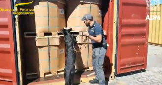 Copertina di Sequestrati 280 chili di cocaina nel porto di Gioia Tauro: le unità cinofile in azione – Video