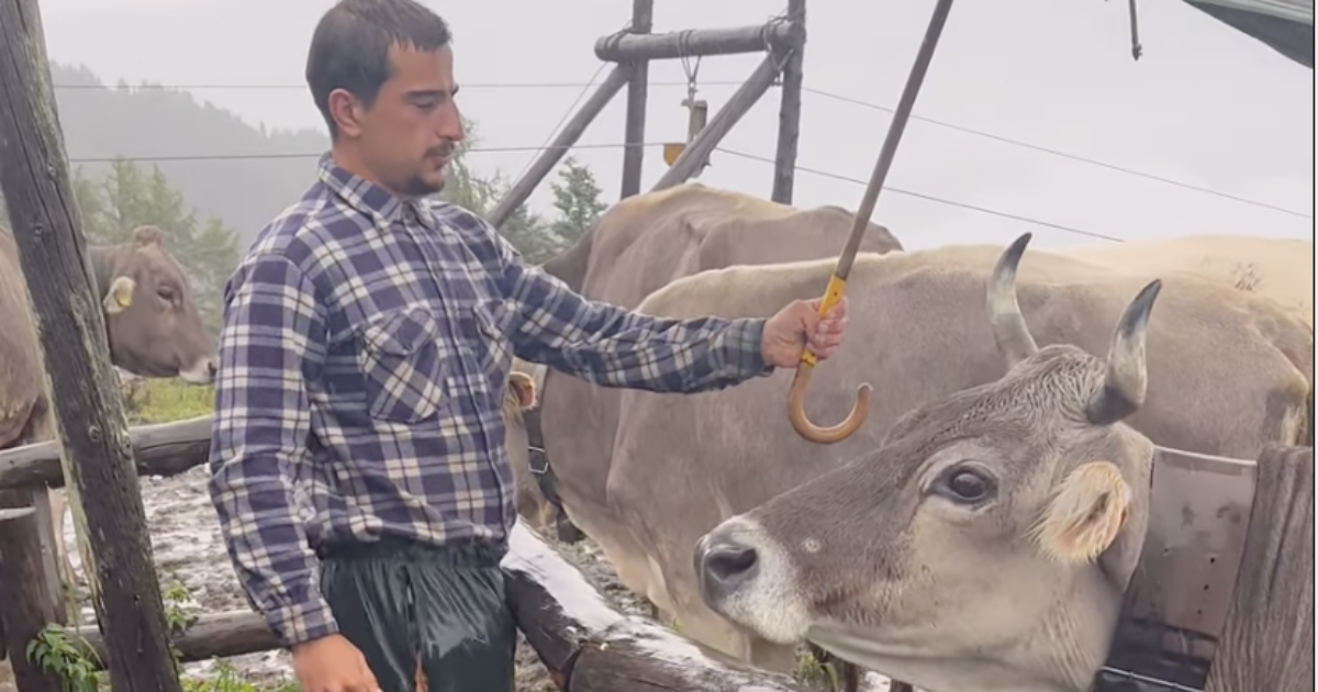 “Parlo più con le mucche che con la mia fidanzata, mi accusa i volere più bene a Maya che a lei”: la storia di Davide Codazzi, il pastore-influencer della Val Gerola