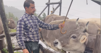 Copertina di “Parlo più con le mucche che con la mia fidanzata, mi accusa i volere più bene a Maya che a lei”: la storia di Davide Codazzi, il pastore-influencer della Val Gerola