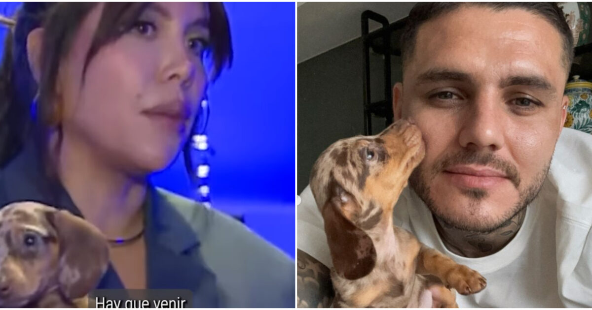 Galeotto fu il bassotto: Mauro Icardi regala a Wanda Nara un cucciolo e lei è entusiasta. I fan: “Segno di un ritorno di fiamma?”