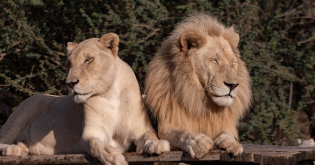 Zoo decide di praticare l’eutanasia a una leonessa sana perché “avrebbe sofferto troppo senza il suo compagno maschio”