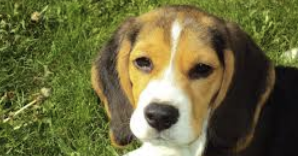 Prendono violentemente a calci un beagle di 10 anni: il cane Toby muore dopo 48 ore di agonia. Caccia ai responsabili