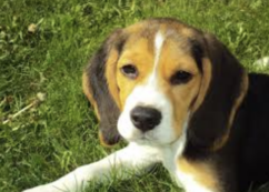 Copertina di Prendono violentemente a calci un beagle di 10 anni: il cane Toby muore dopo 48 ore di agonia. Caccia ai responsabili