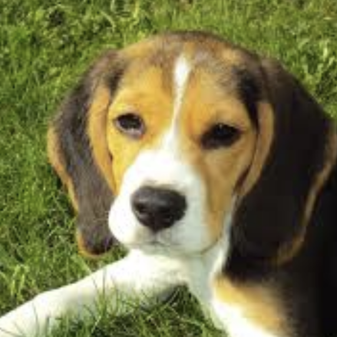 Prendono violentemente a calci un beagle di 10 anni: il cane Toby muore dopo 48 ore di agonia. Caccia ai responsabili