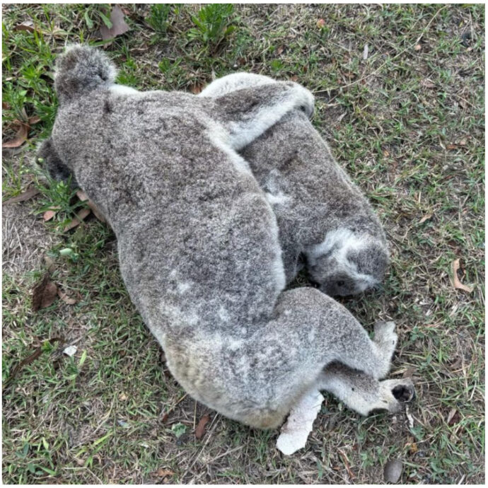 Due koala, mamma e figlio, uccisi da un automobilista: sono stati ritrovati abbracciati sulla strada