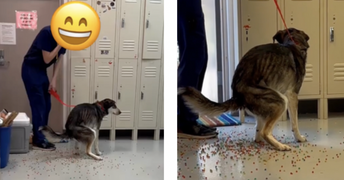 “Il mio cane ha cominciato a defecare palline colorate e siamo andati di corsa dal veterinario, è stato operato”: il video su TikTok è virale