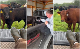 Copertina di “Le ha allevate per 15 anni, sapevo quanto le amasse. Volevo si salutassero un’ultima volta”: il cane Max dice addio alle ‘sue’ mucche in un video virale su TikTok
