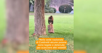 Copertina di La video-denuncia della Lav: “Coldiretti è rimasta al Medioevo, tiene legata una poiana di Harris fuori dalla sede nazionale”