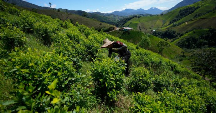 “Colombia, la produzione di cocaina è aumentata del 53%”: il rapporto dell’Onu