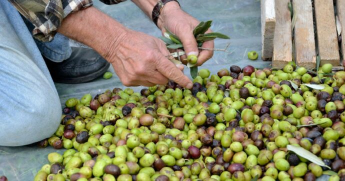 Copertina di Olio, una mini-Italia è messa all’angolo dal gigante Spagna