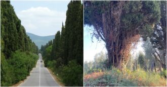 Copertina di Il viale di Bolgheri famoso in tutto il mondo e il male dimenticato dei cipressi “in duplice filar”