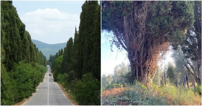 Il viale di Bolgheri famoso in tutto il mondo e il male dimenticato dei cipressi “in duplice filar”